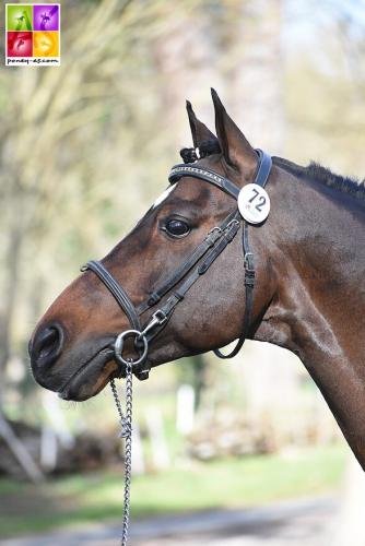 Vaguely-Noble-Haryns-ph.-Poney-As-1-1-rotated